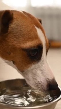Jack Russell Terrier köpeği demir bir kaseden su içer. Ağır çekim. Dikey video