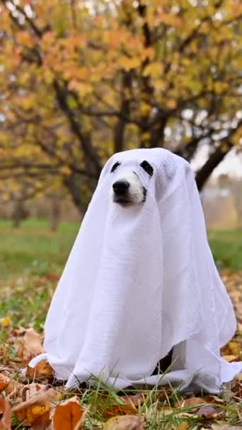 Jack Russell Terrier Perro Disfrazado Fantasma Bosque Otoño Vídeo Vertical — Vídeos de Stock