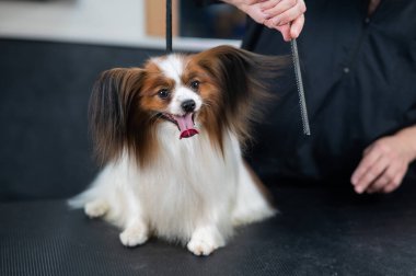Beyaz kadın bir köpeği tarıyor. Papillon Continental Spaniel 'in tımarda dili sarkıyor.