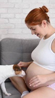 Mutlu kızıl saçlı hamile kadın köpeğiyle birlikte kanepede oturuyor. Jack Russell Terrier sahiplerinin göbeğini yalıyor. Dikey video