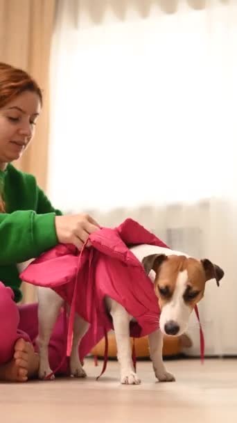 Femme Caucasienne Habiller Jack Russell Terrier Chien Gilet Rose Vidéo — Video