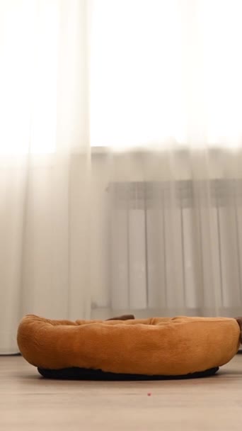 Jack Russell Terrier Chien Sautant Sur Son Canapé Vidéo Verticale — Video
