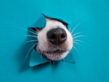 Jack Russell Terrier köpeğinin burnu nane arkaplanındaki yırtık kağıttan sarkıyor.