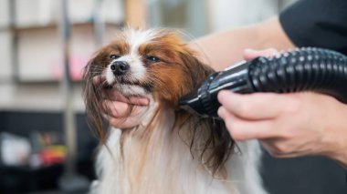 Beyaz bir kadın köpeği kurutuyor. Papillon Continental Spaniel kuaförde