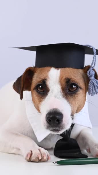Jack Russell Terrier Σκυλί Ένα Μεταπτυχιακό Καπέλο Γυαλιά Και Γραβάτα — Αρχείο Βίντεο
