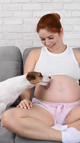 Feliz Mujer Embarazada Pelirroja Está Sentada Sofá Con Perro Jack — Vídeo de stock