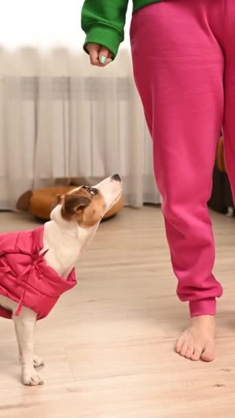 Chien Jack Russell Terrier Vêtu Une Veste Rose Aux Pieds — Video