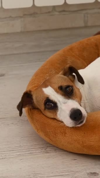 Jack Russell Terrier Perro Encuentra Lugar Vídeo Vertical — Vídeo de stock