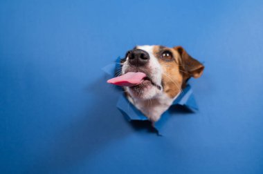 Komik köpek Jack Russell Terrier kağıt mavisi arka planda bir delikten sarkıyor.