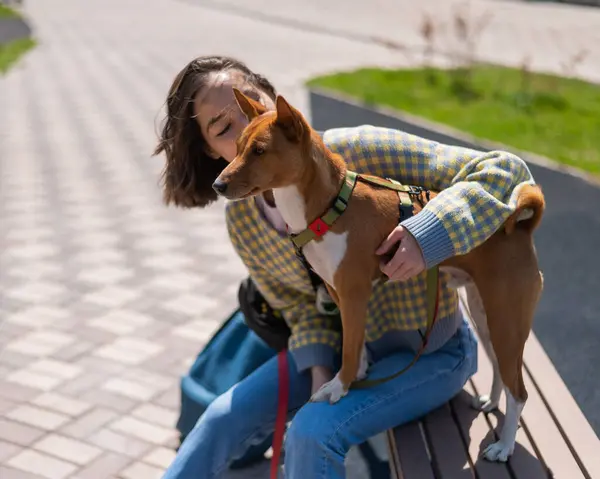 Young beautiful woman hugging a dog while sitting on a bench outdoors. Non-barking African basenji dog