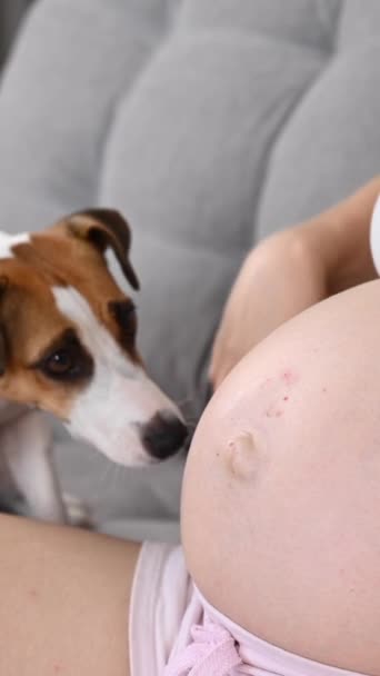 Těhotná Žena Sedí Pohovce Psem Jack Russell Terrier Olizuje Majitelům — Stock video