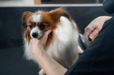 Beyaz bir kadın köpeği kurutuyor. Papillon Continental Spaniel kuaförde