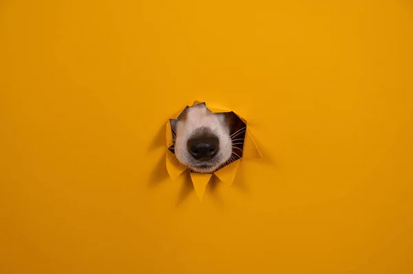 引き裂かれた紙のオレンジの背景から突き出たジャック ラッセル テリアの犬の鼻 — ストック写真