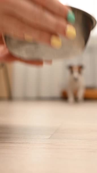 Dono Coloca Uma Tigela Comida Mesa Cachorro Jack Rassell Terrier — Vídeo de Stock