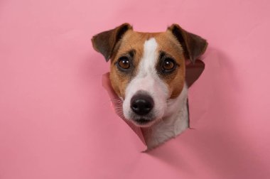 Komik köpek Jack Russell Terrier Pembe kağıt arkaplanı yırttı