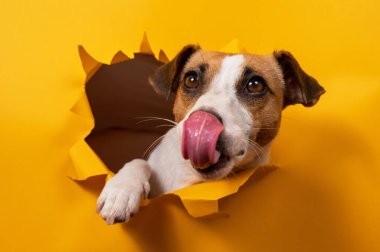 Jack Russell Terrier 'ı yalamak, kağıt turuncu arka planda yırtılmaya başlar.