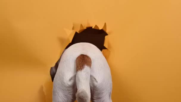 Kembali Jack Russell Anjing Terrier Mencuat Dari Kertas Robek Pada — Stok Video