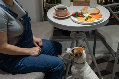 Jack Russell Terrier kafe sahibini bekliyor. Hamile kadın köpek dostu kafede kahvaltı yapıyor.