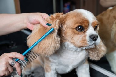 Süvari Kral Charles Spaniel 'i kuaförde tarıyor.