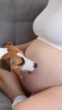 Hamile bir kadın bir kanepede bir köpekle oturuyor. Jack Russell Terrier sahiplerinin göbeğini yalıyor. Dikey video