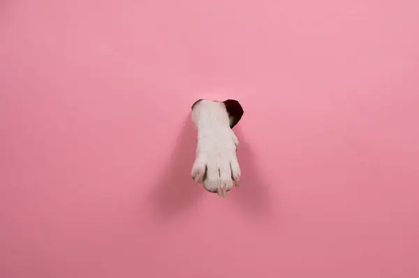 犬の足はピンクの段ボールの背景から突き出ています 心臓の形をした穴 — ストック写真