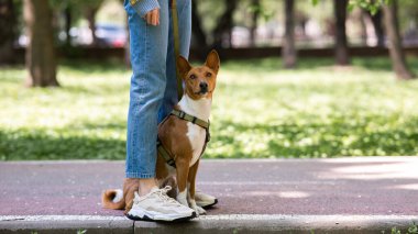Afrikalı bir köpek parkta sahibinin ayaklarının dibinde oturuyor.