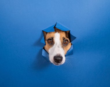 Komik köpek Jack Russell Terrier kağıt mavisi arka planda bir delikten sarkıyor.