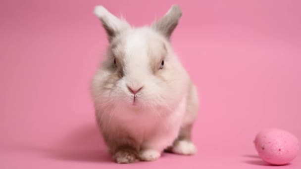 Conejo Pascua Sobre Fondo Rosa Con Huevo Pintado — Vídeos de Stock