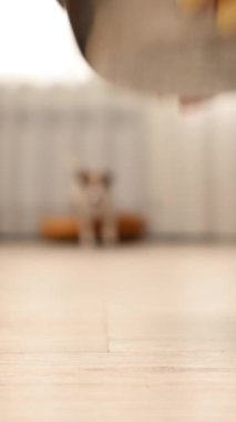 Sahibi masaya bir kase yemek koyar ve köpek Jack Rassell Terrier yemeye başlar. Dikey video