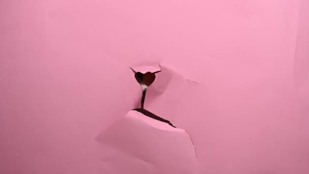 Zabawny Jack Russell Terry Pies Łzy Wypełza Różowego Tła Papieru — Wideo stockowe