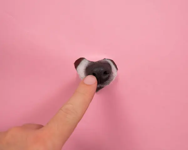 A man points to a dogs nose sticking out of a pink cardboard background. A hole in the shape of a heart