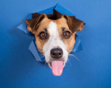 Komik köpek Jack Russell Terrier kağıt mavisi arka planda bir delikten sarkıyor.