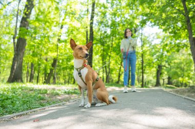 Genç bir kadın parkta tasmalı bir Afrika Basenji köpeğiyle yürüyor.
