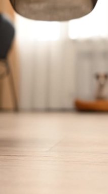 Sahibi masaya bir kase yemek koyar ve köpek Jack Rassell Terrier yemeye başlar. Dikey video