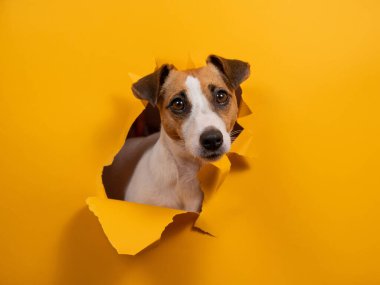 Komik köpek Jack Russell Terrier kağıt turuncu arka planda bir delikten sarkıyor.