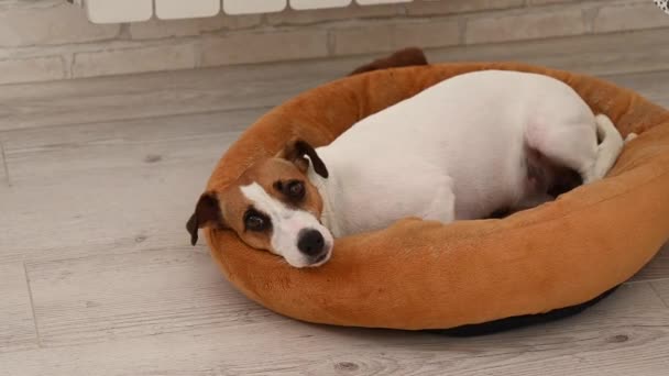 Jack Russell Terrier Hund Liegt Seinem Platz — Stockvideo