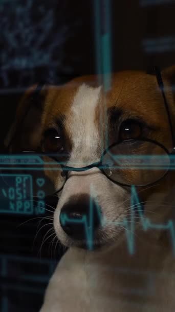 Jack Russell Terrier Cão Olha Para Uma Tela Virtual Com — Vídeo de Stock