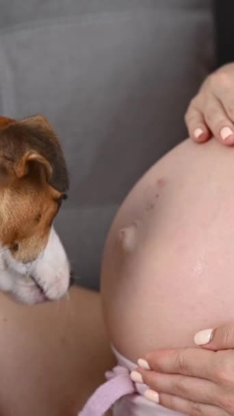妊娠中の女性が犬と一緒にソファーに座っています ジャック ラッセル テリアは所有者に腹を付ける バーティカルビデオ — ストック動画