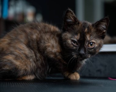 Bir kuaförde küçük bir kedi yavrusu