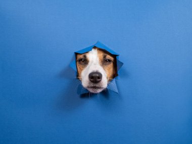 Komik köpek Jack Russell Terrier kağıt mavisi arka planda bir delikten sarkıyor.