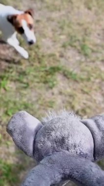 Jack Russell Terrier köpeği oyuncak için zıplıyor. Ağır çekim. Dikey video