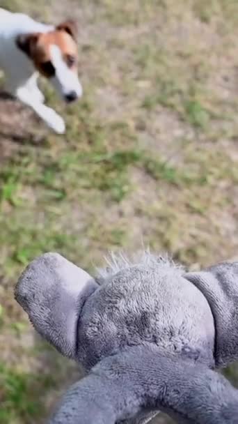 ジャック ラッセル テリア ドッグがおもちゃのためにジャンプ スローモーション バーティカルビデオ — ストック動画