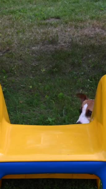 Jack Russell Terrier Pies Wesoło Wspina Się Plastikową Zjeżdżalnię Pionowe — Wideo stockowe
