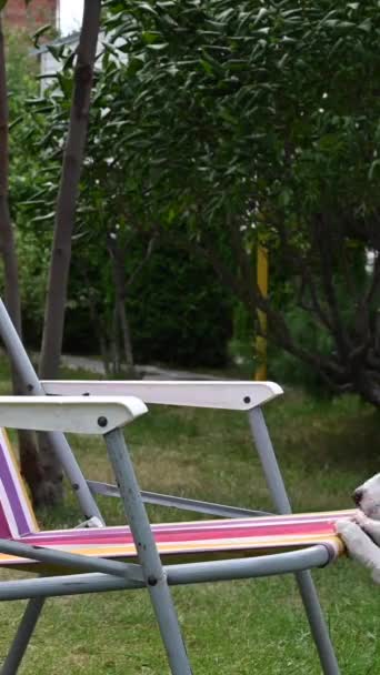 ジャック ラッセル テリア ドッグはサンラウンジャーで休んでいる 夏休みのコンセプト バーティカルビデオ — ストック動画