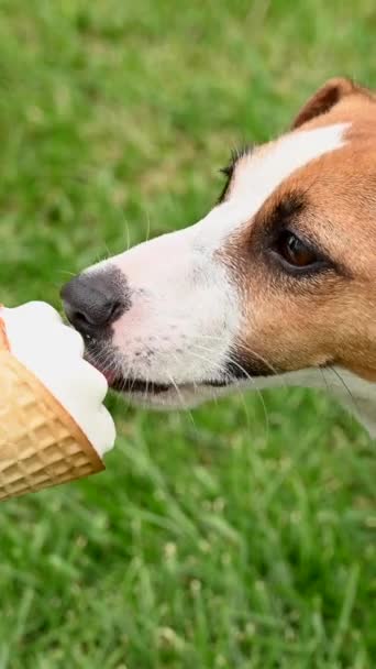 Mulher Alimentando Jack Russel Cão Terrier Com Cone Sorvete Dia — Vídeo de Stock
