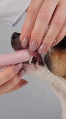 Veteriner kadın, köpek Jack Russell Terrier 'ın dişlerini özel bir fırçayla fırçalayıp parmağına takıyor. Dikey video
