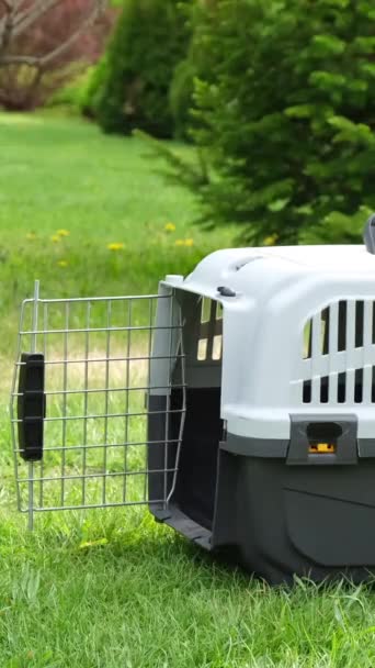 Jack Russell Terrier Dog Entra Transportadora Viagens Gramado Vídeo Vertical — Vídeo de Stock