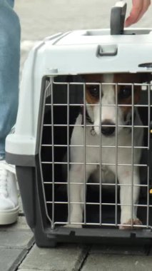 Bir kadın, Jack Russell Terrier adında bir köpeği dışarıda güvenli bir yolculuk için bir kutuda taşıyor. Evcil bir hayvanla tatile. - Evet. Dikey video