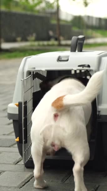 女性は犬のジャック ラッセル テリアを安全な旅行箱に入れて去らせます バーティカルビデオ — ストック動画