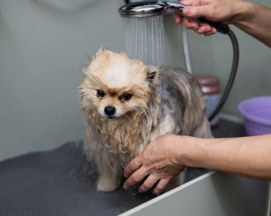 Bir kadın kuaförde şirin bir Pomeranya köpeği yıkıyor.